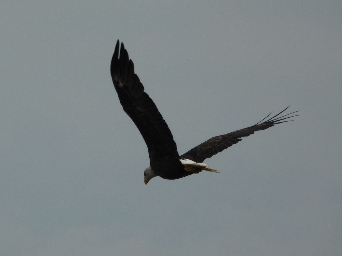 Bald Eagle - ML645476382