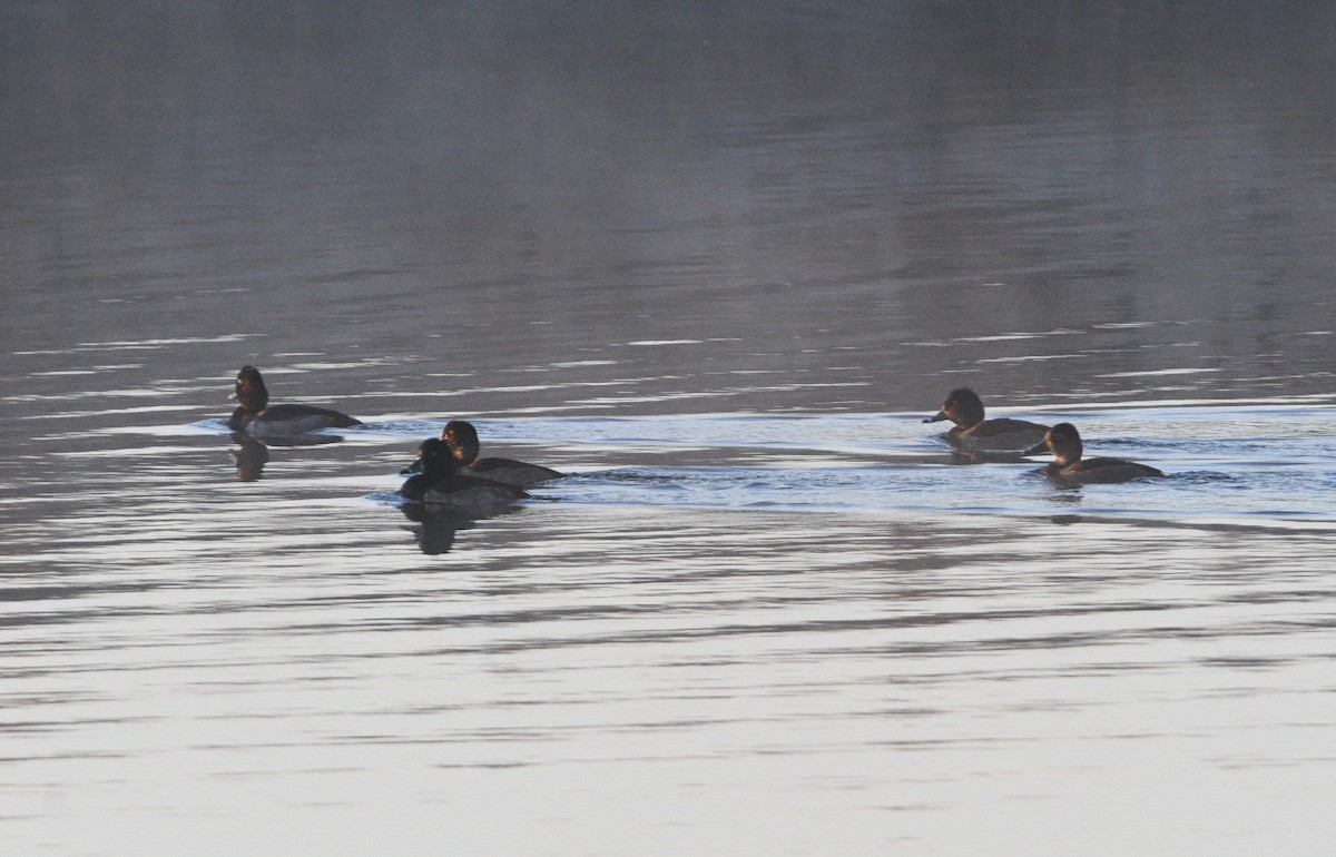 Ring-necked Duck - ML645476383
