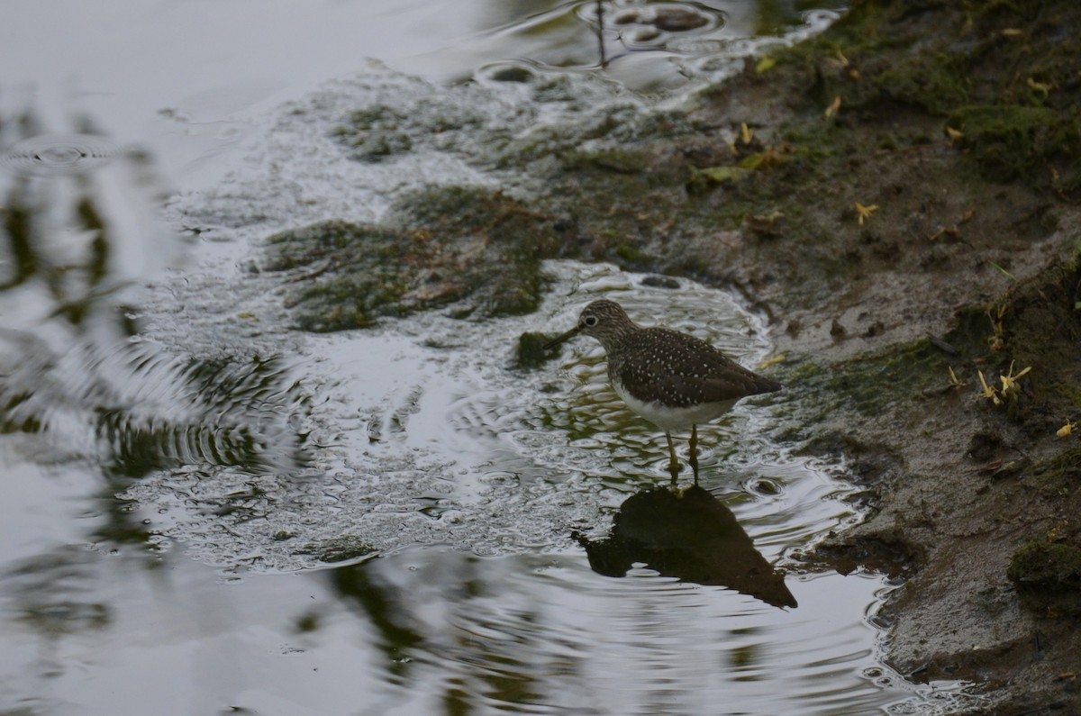Solitary Sandpiper - ML645476384