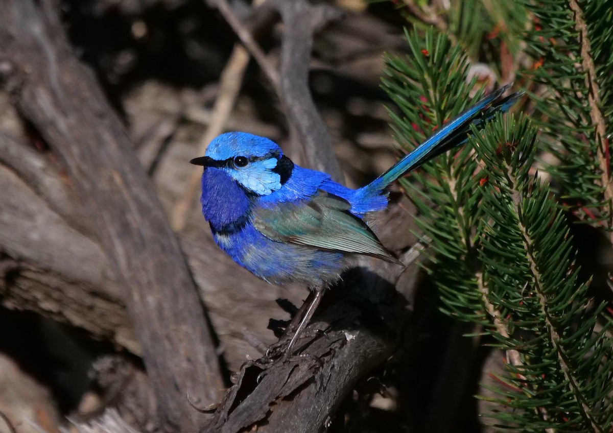 Splendid Fairywren - ML645476385