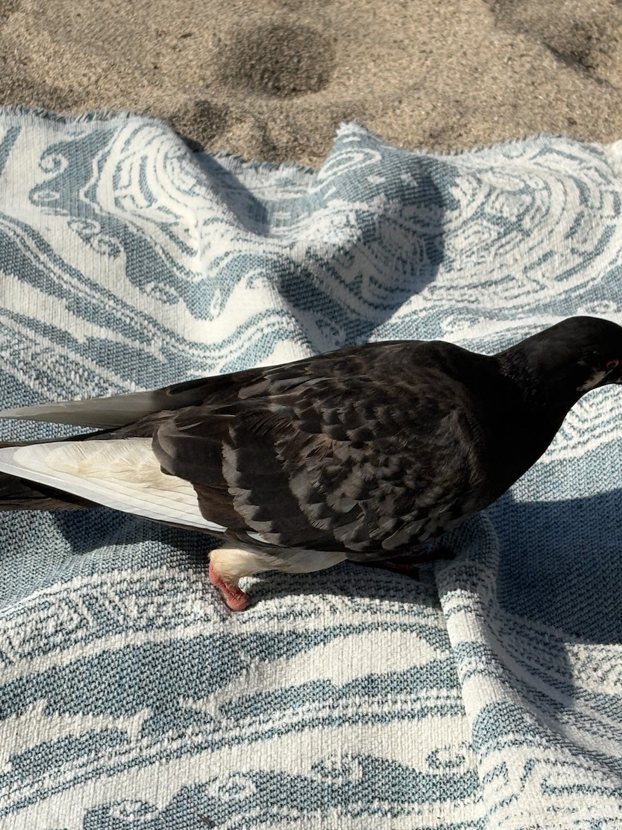 Rock Pigeon (Feral Pigeon) - ML645476386