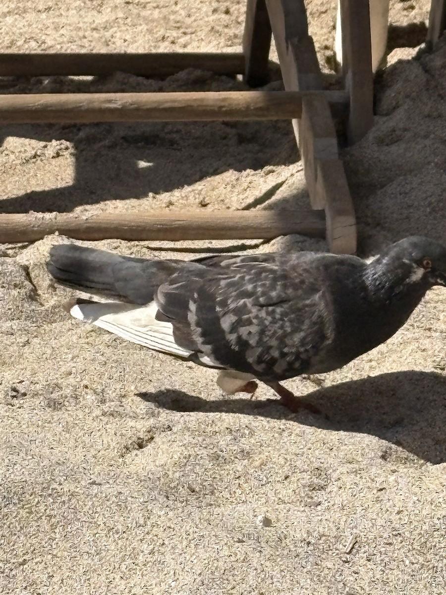 Rock Pigeon (Feral Pigeon) - ML645476387