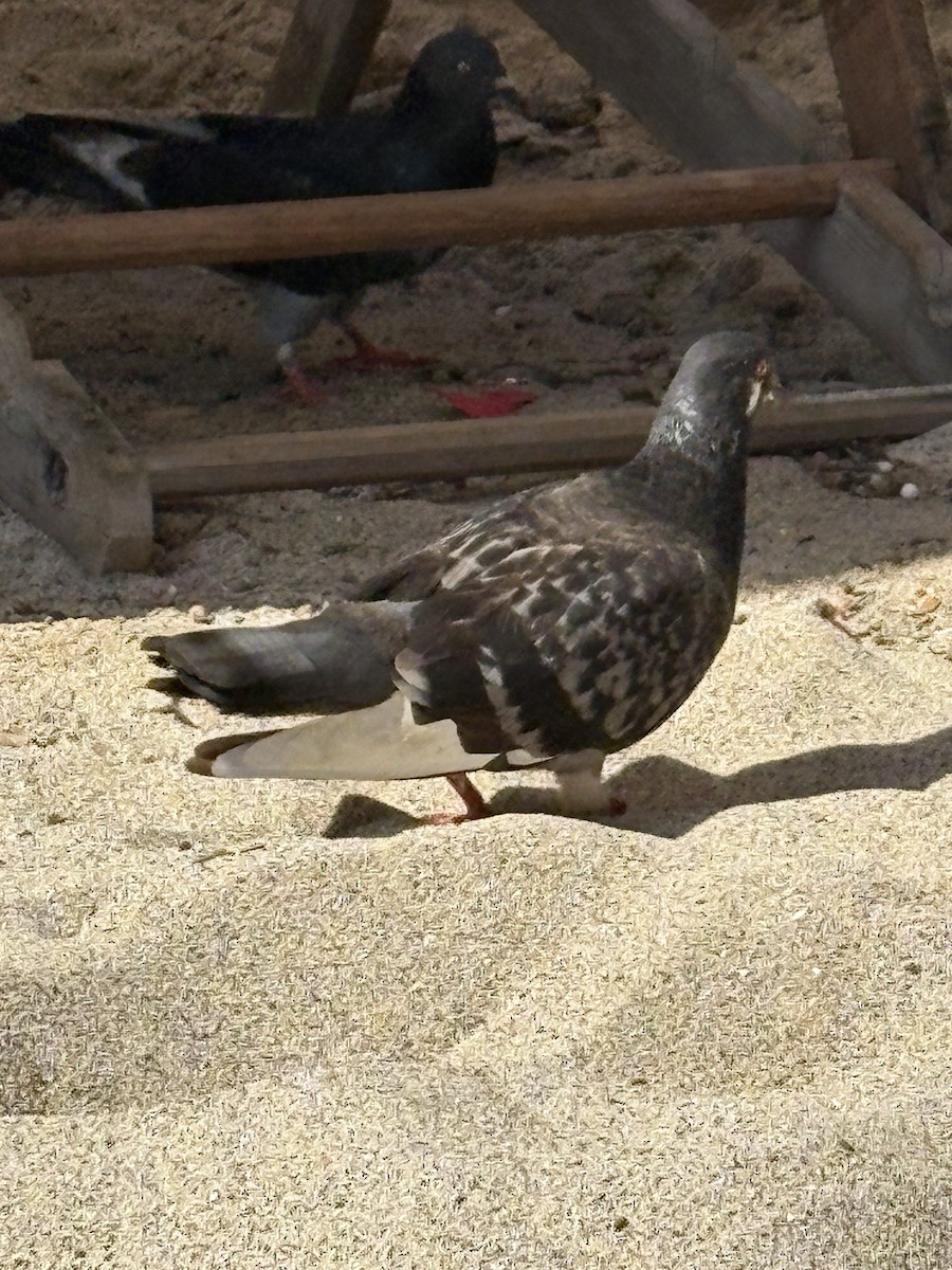 Rock Pigeon (Feral Pigeon) - ML645476388