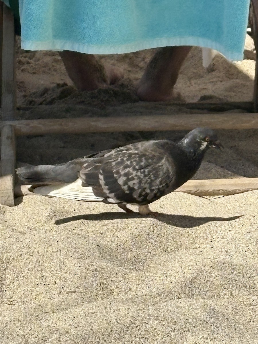 Rock Pigeon (Feral Pigeon) - ML645476389