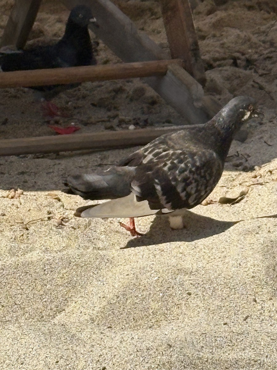 Rock Pigeon (Feral Pigeon) - ML645476390