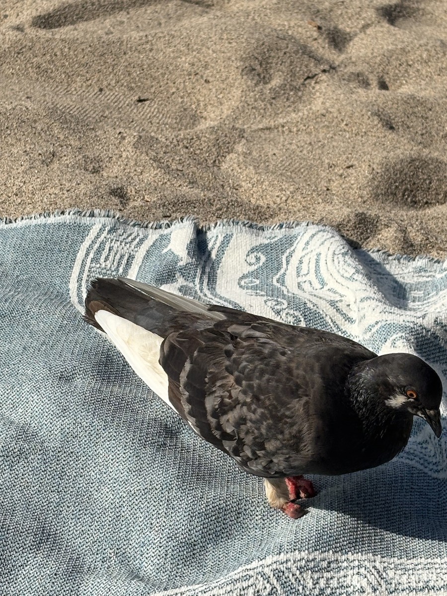 Rock Pigeon (Feral Pigeon) - ML645476391