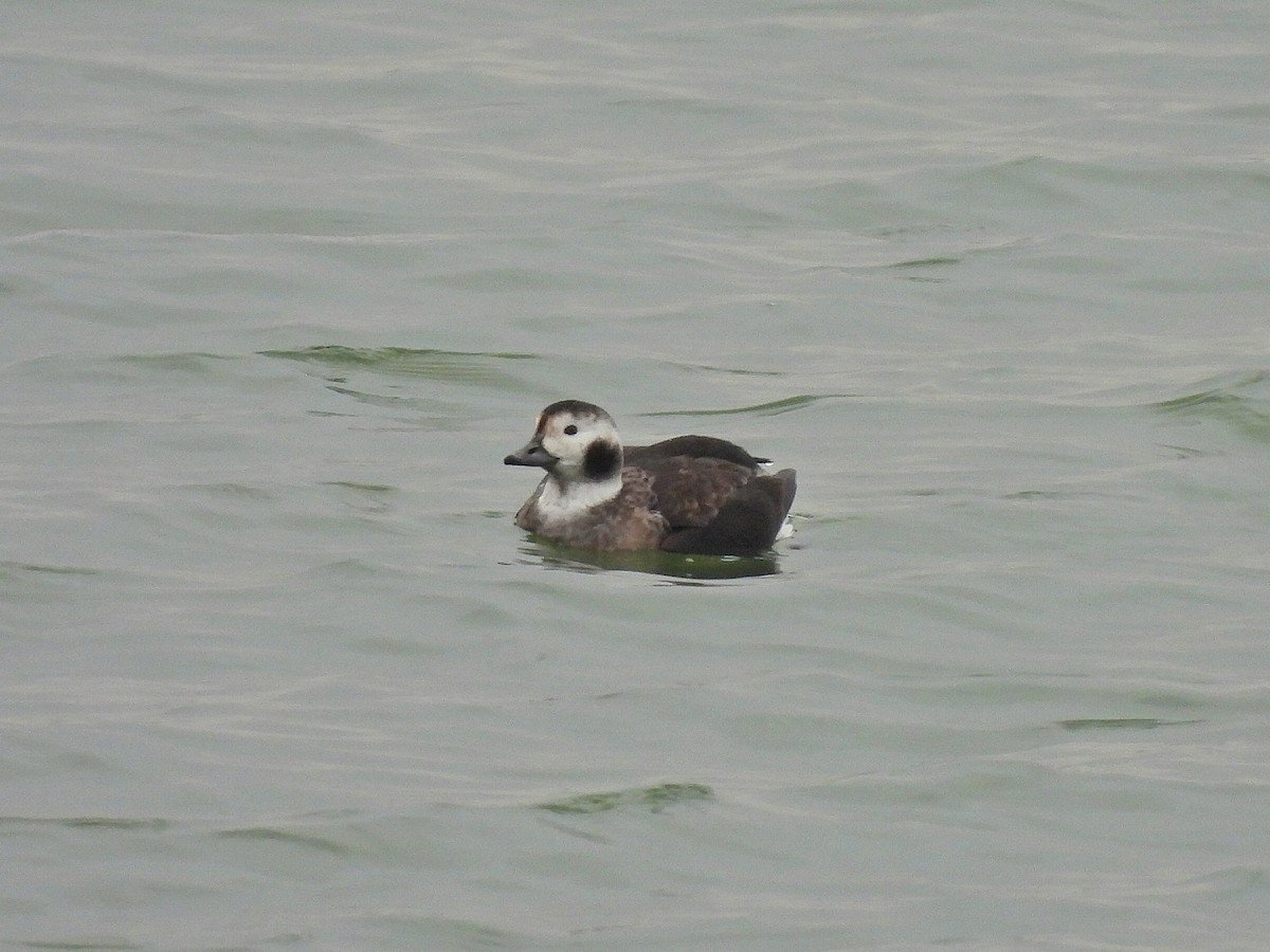 Long-tailed Duck - ML645476392