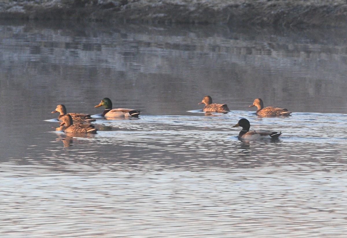 Mallard - ML645476393