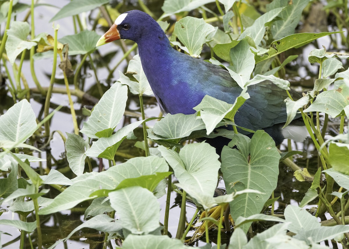 Purple Gallinule - ML645476394