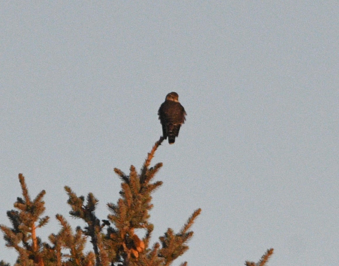 Merlin - ML645476395