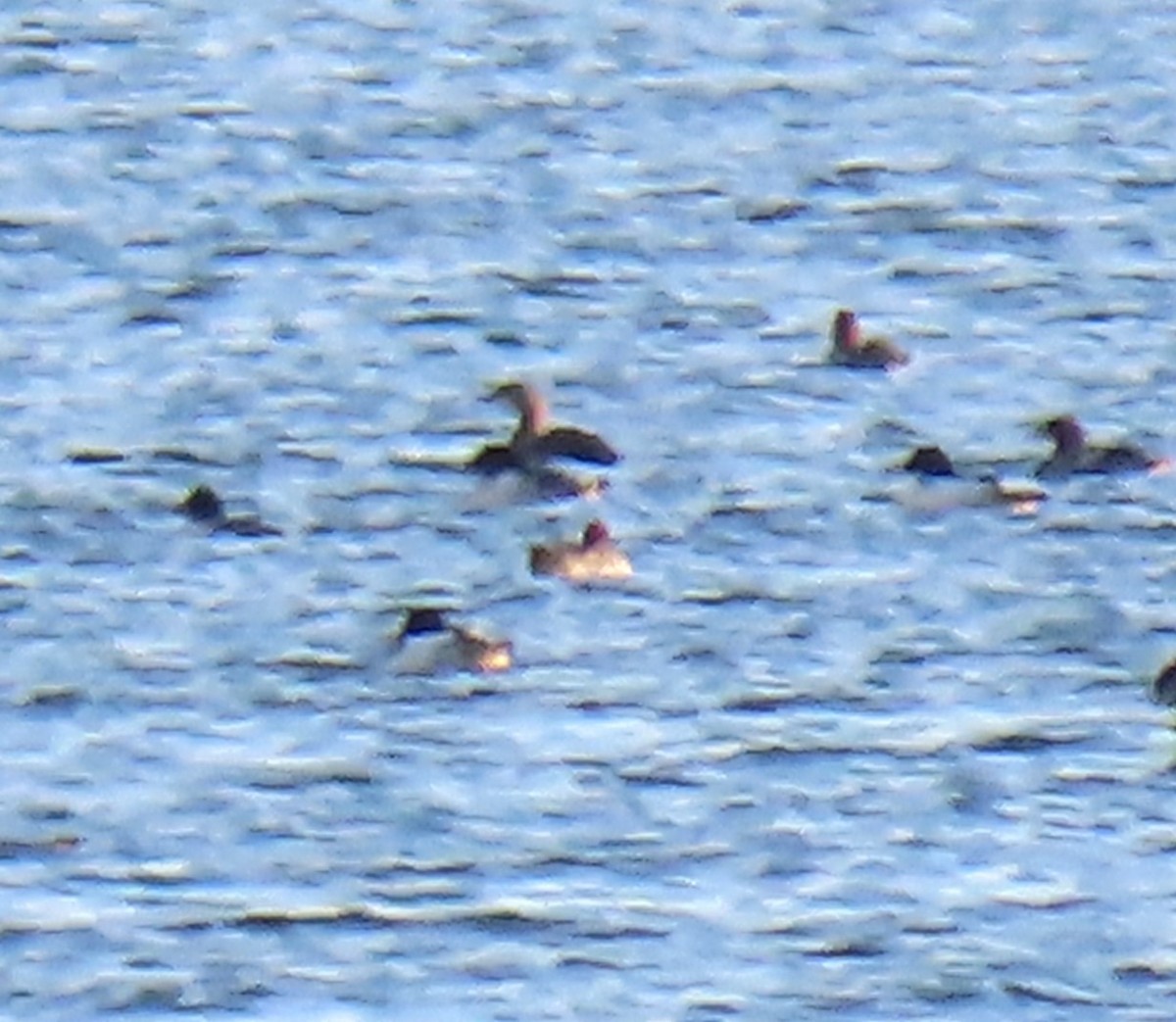 loon sp. - ML645476396