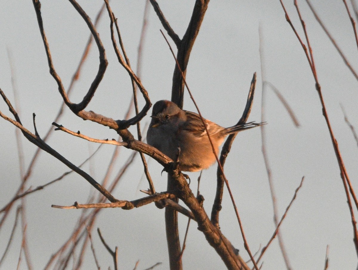 American Tree Sparrow - ML645476397
