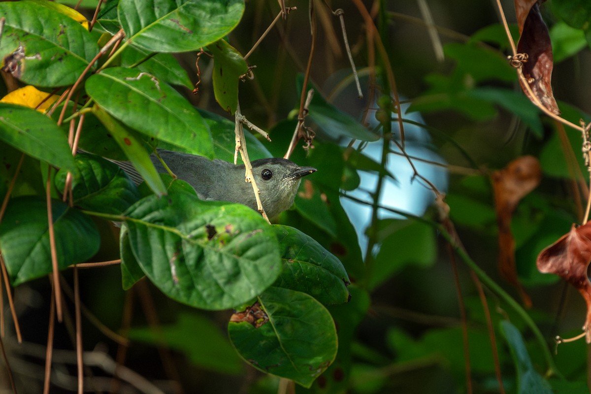 Gray Catbird - ML645476399