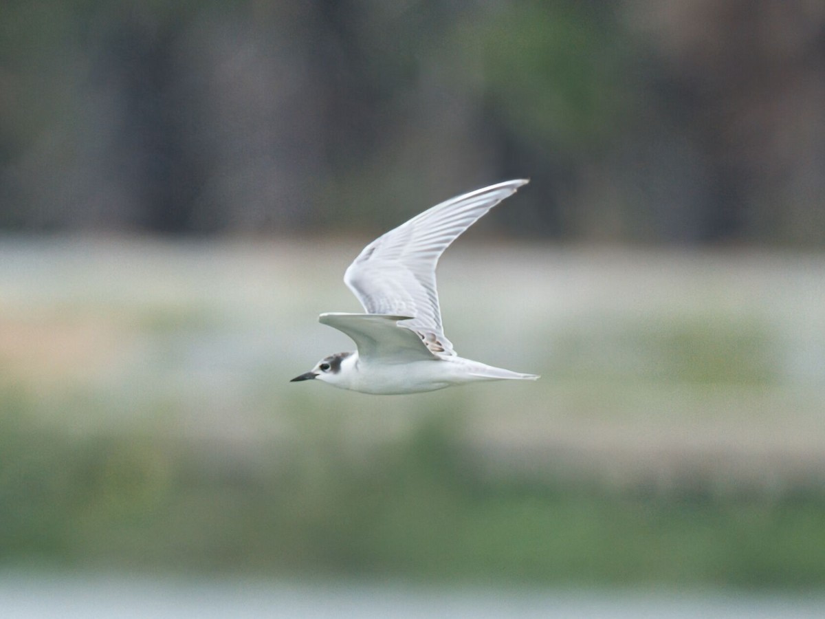 Whiskered Tern - ML645476400