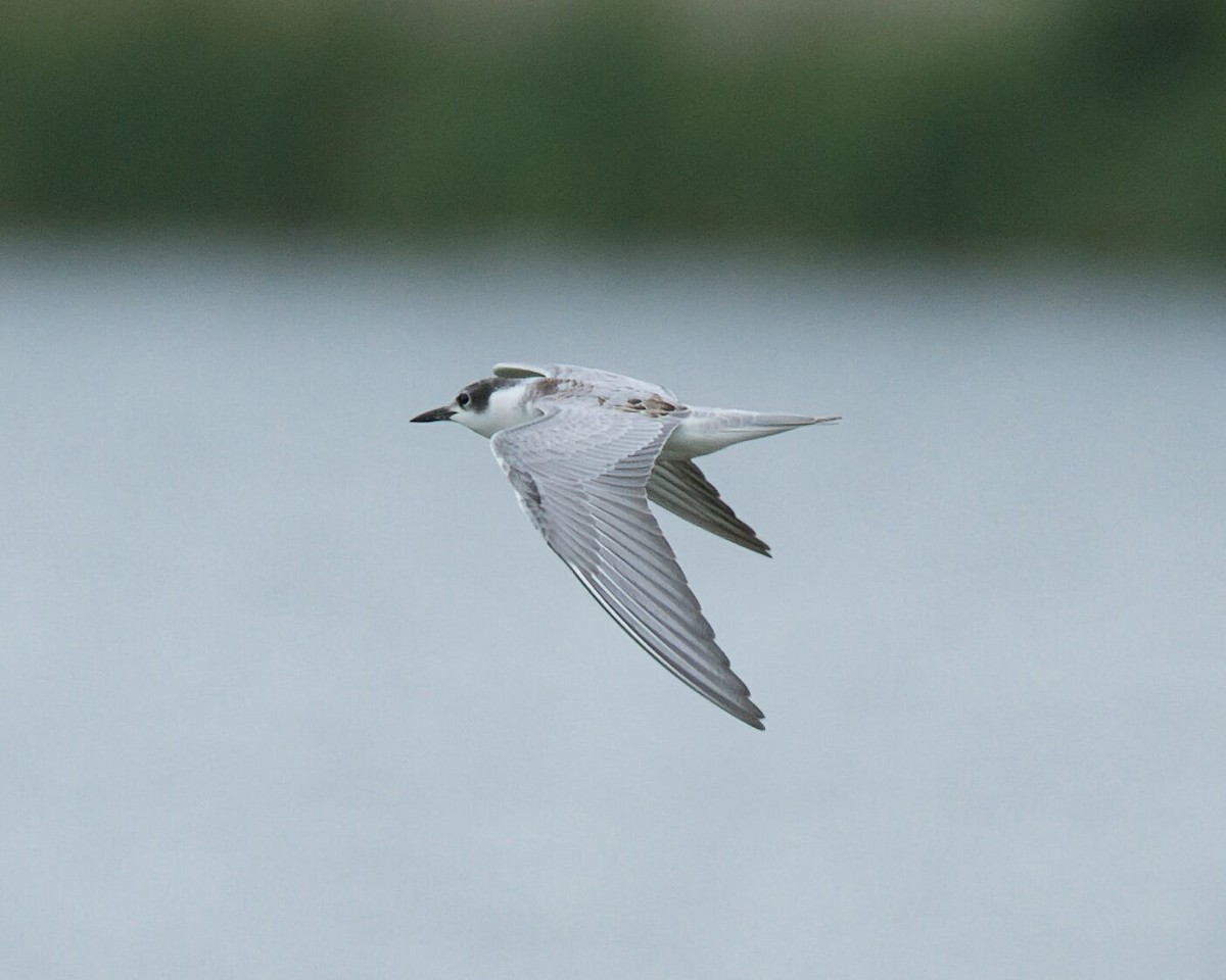 Whiskered Tern - ML645476401