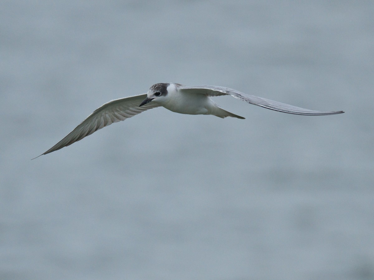 Whiskered Tern - ML645476402