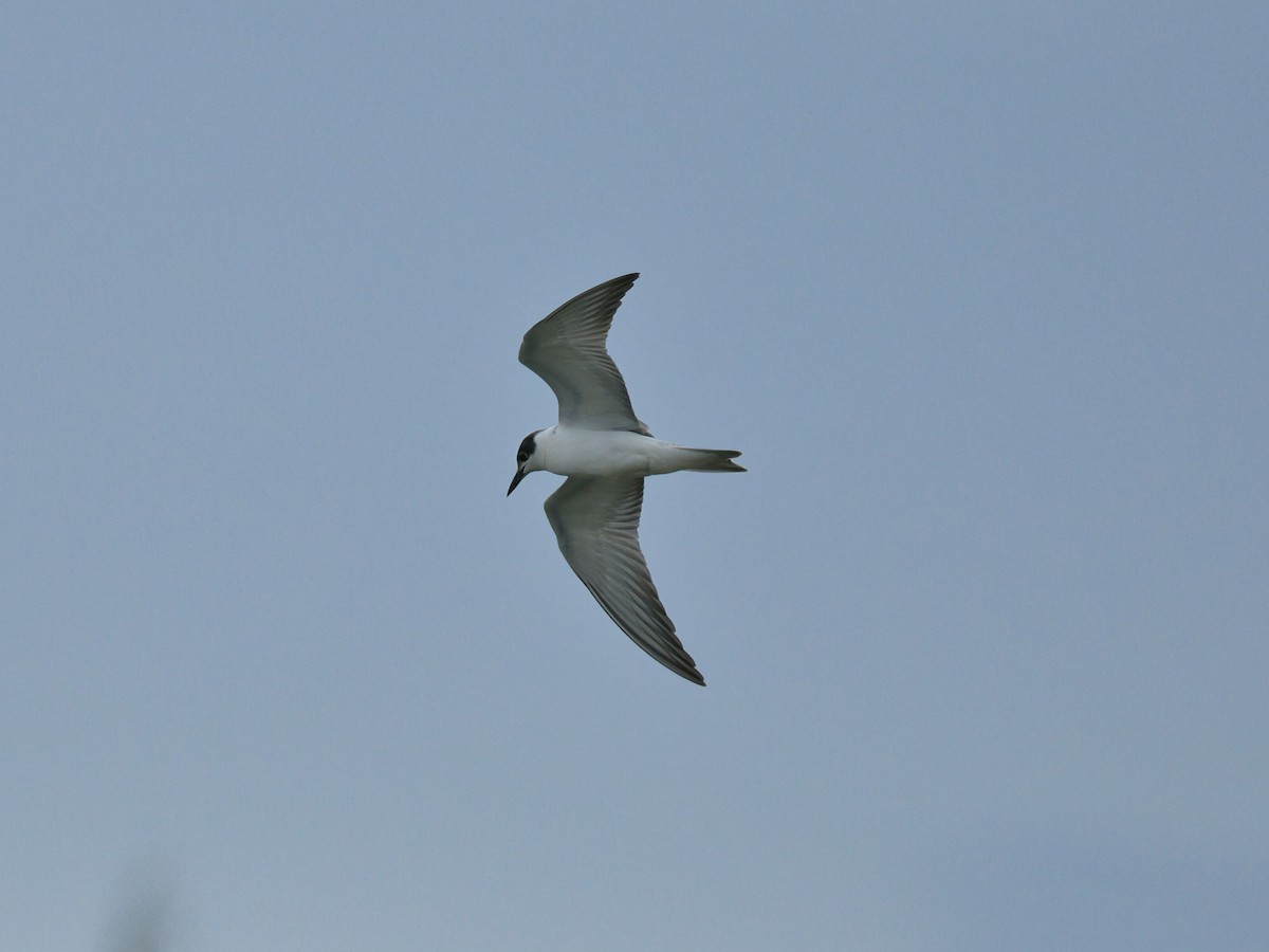 Whiskered Tern - ML645476403