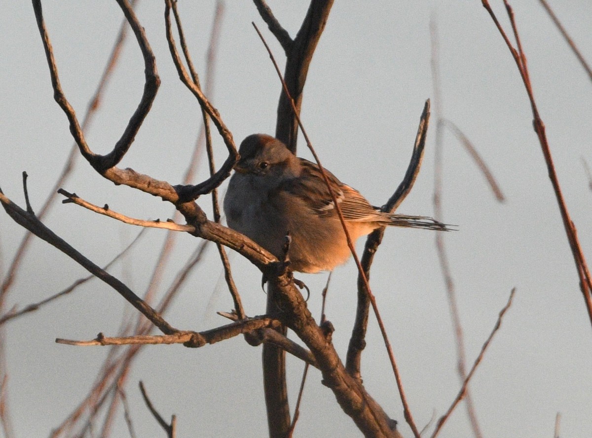 American Tree Sparrow - ML645476404