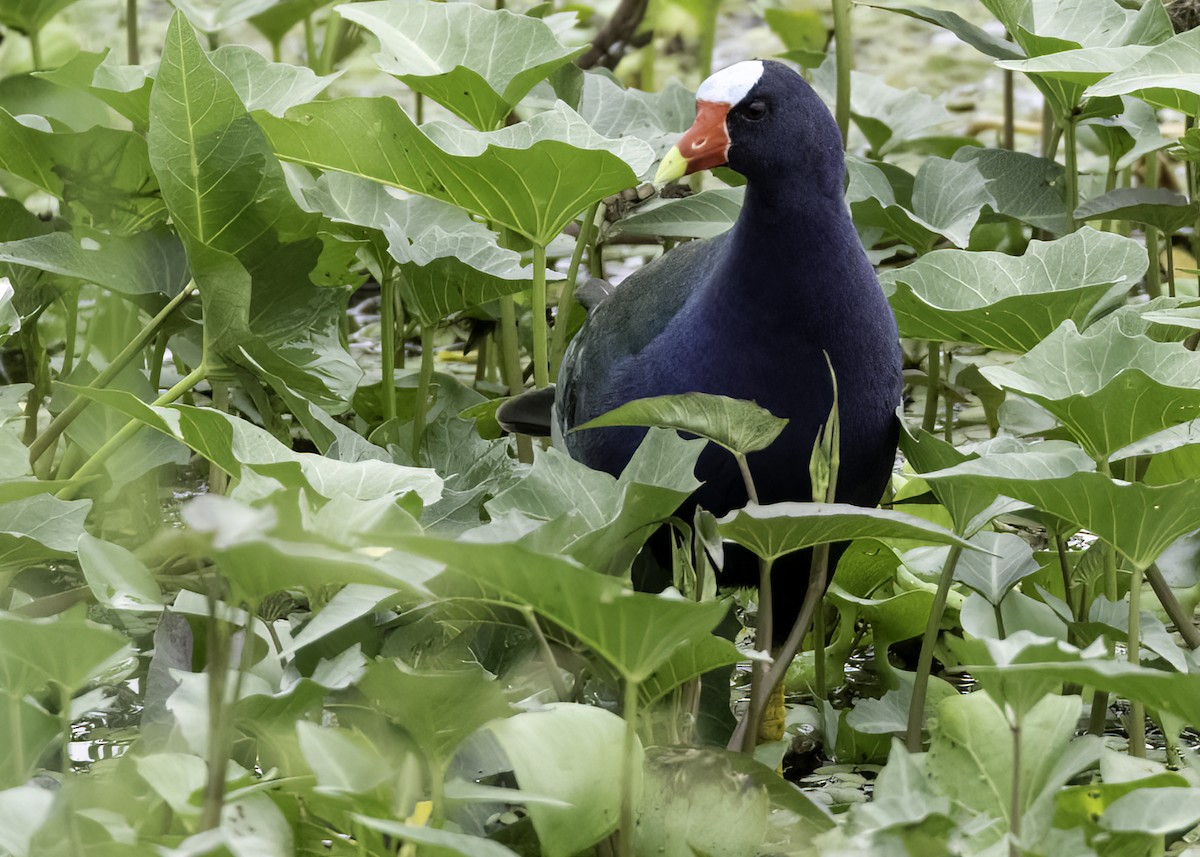 Purple Gallinule - ML645476405