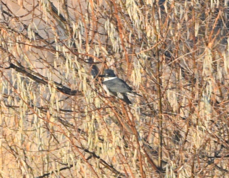 Belted Kingfisher - ML645476406