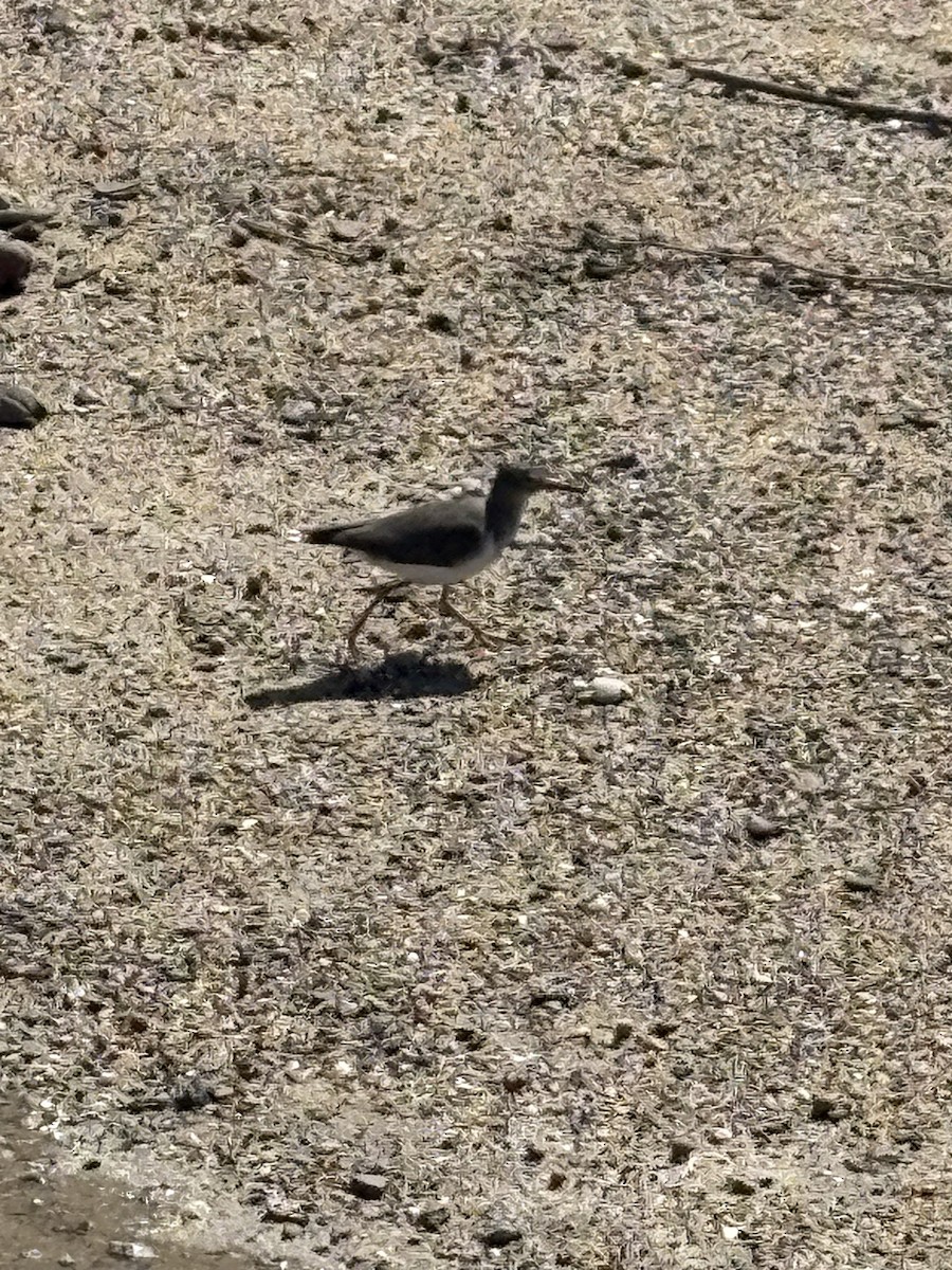 Spotted Sandpiper - ML645476407