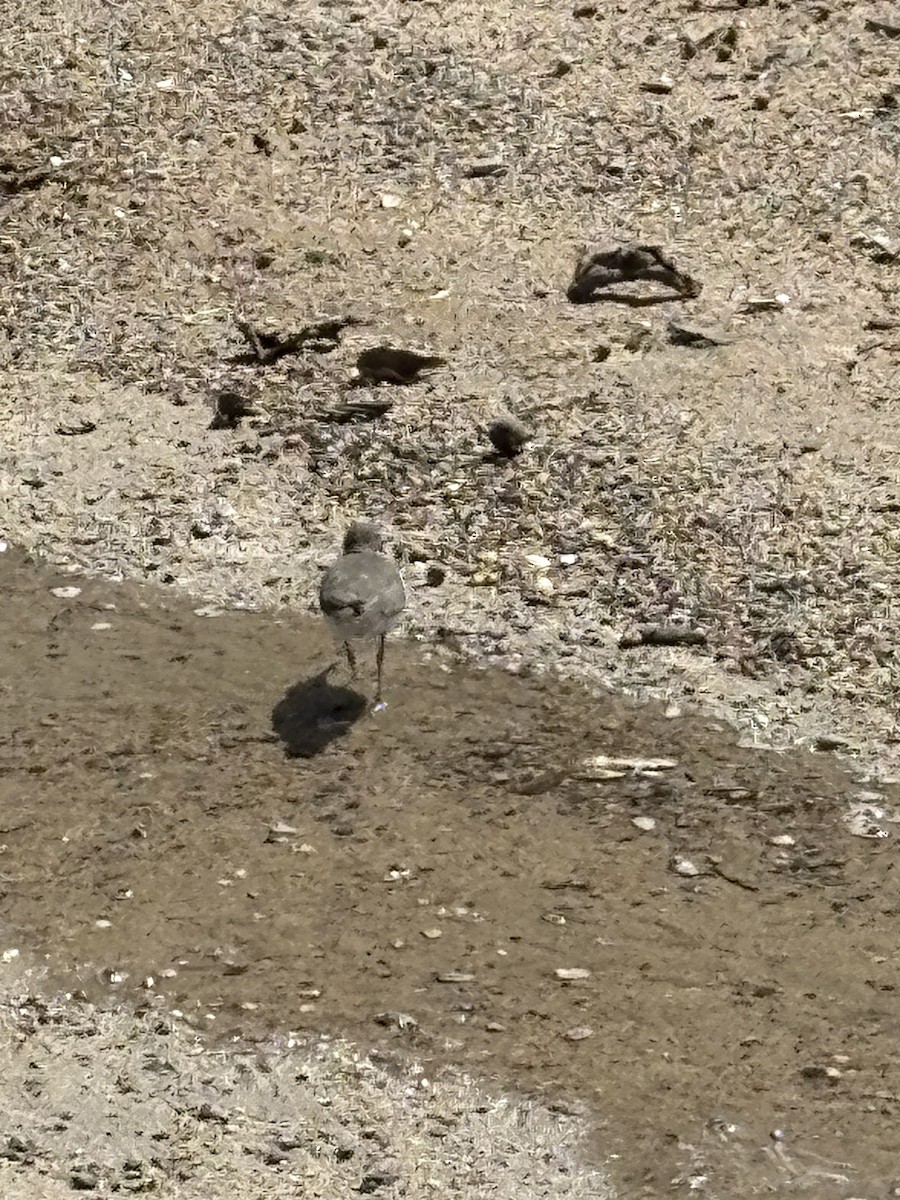 Spotted Sandpiper - ML645476410