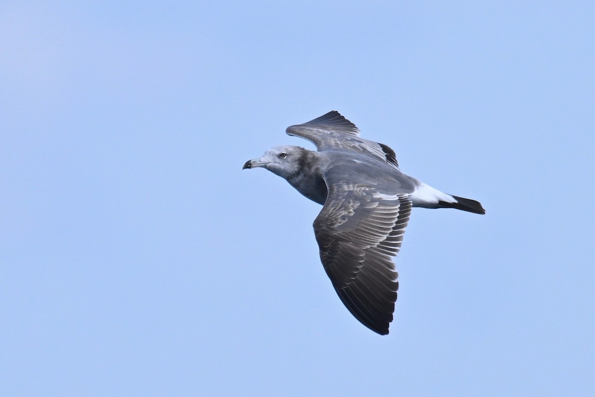 Мартин чорнохвостий - ML645476417