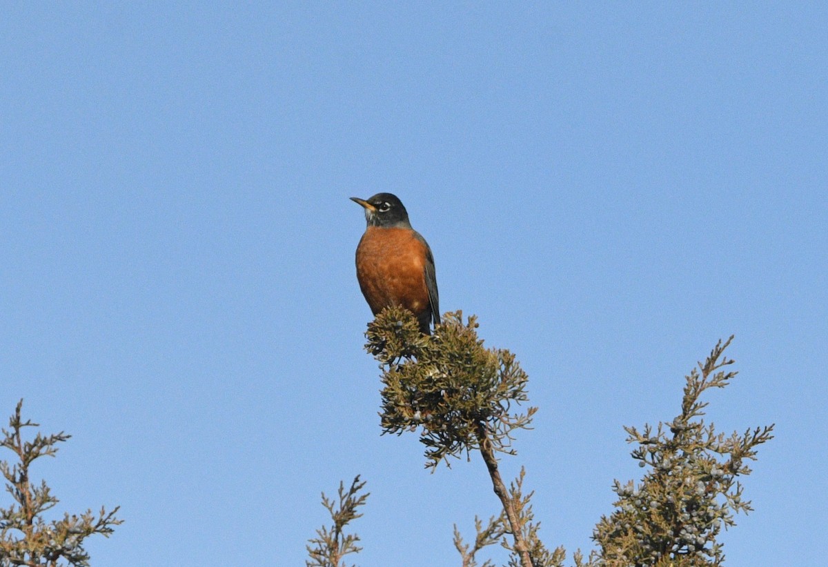 American Robin - ML645476431