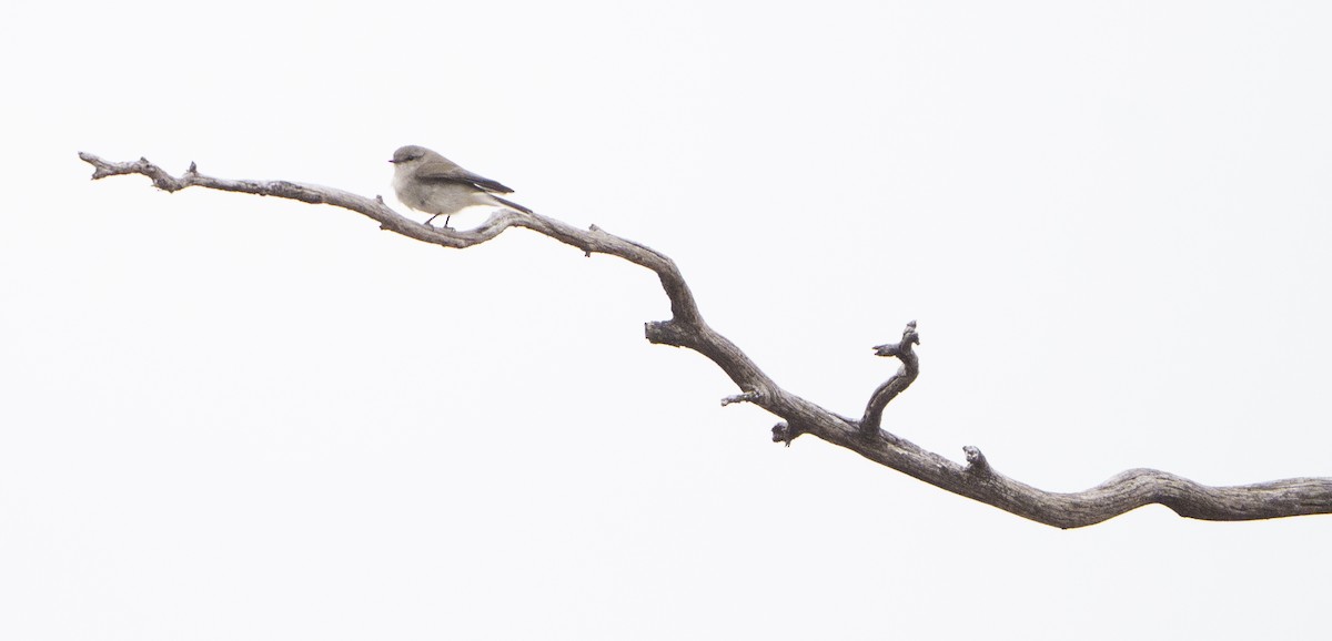 オジロオリーブヒタキ - ML645476432