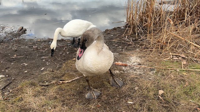 Trumpeter Swan - ML645476433