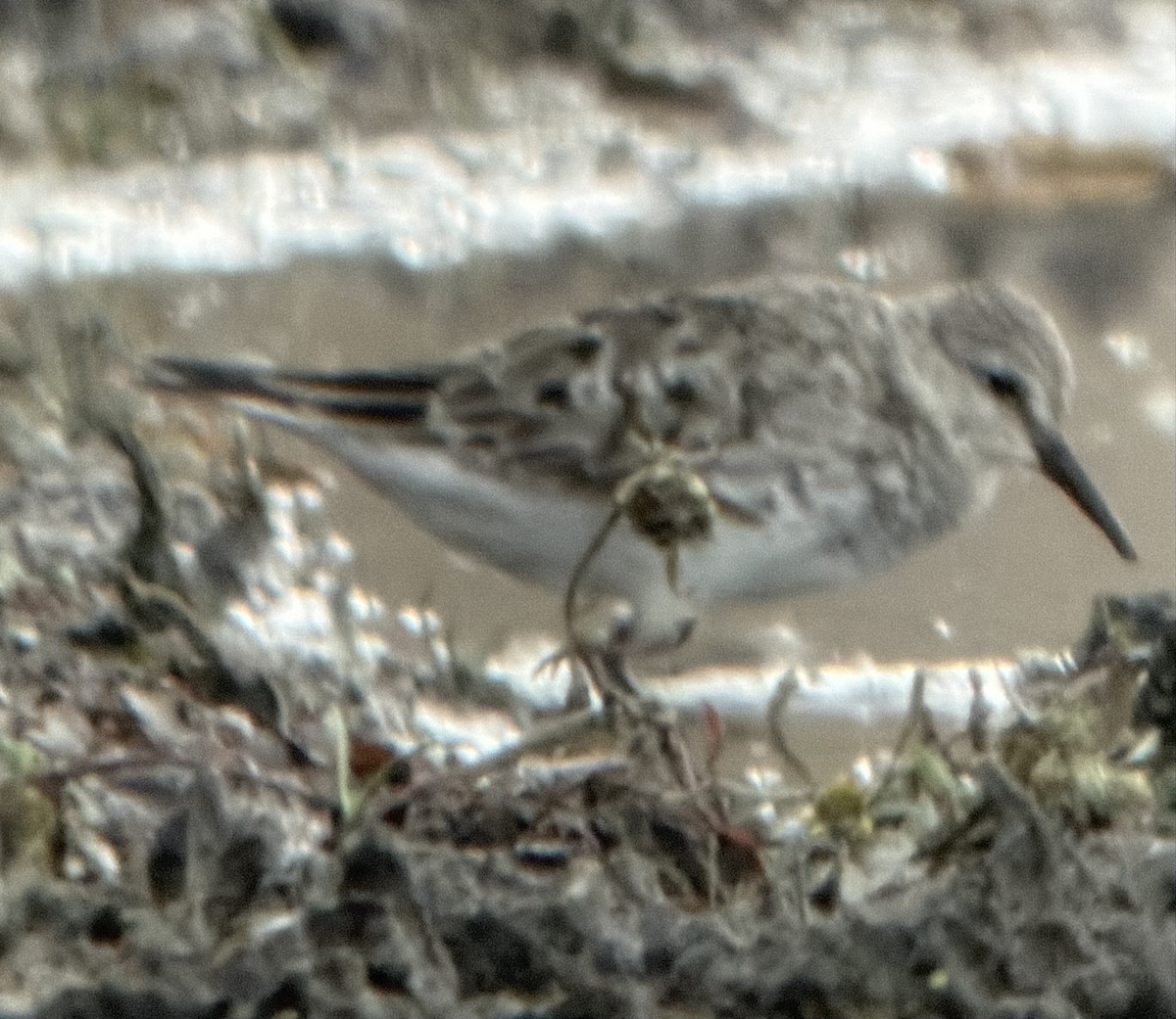 jespák tundrový - ML645476441