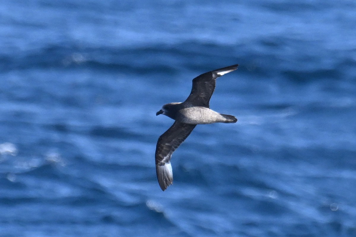 Тайфунник Соландра - ML645476442