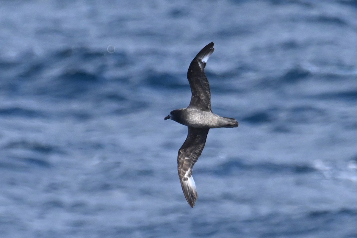 Тайфунник Соландра - ML645476443