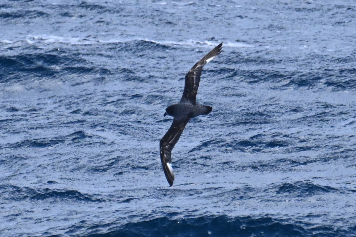 Тайфунник Соландра - ML645476444