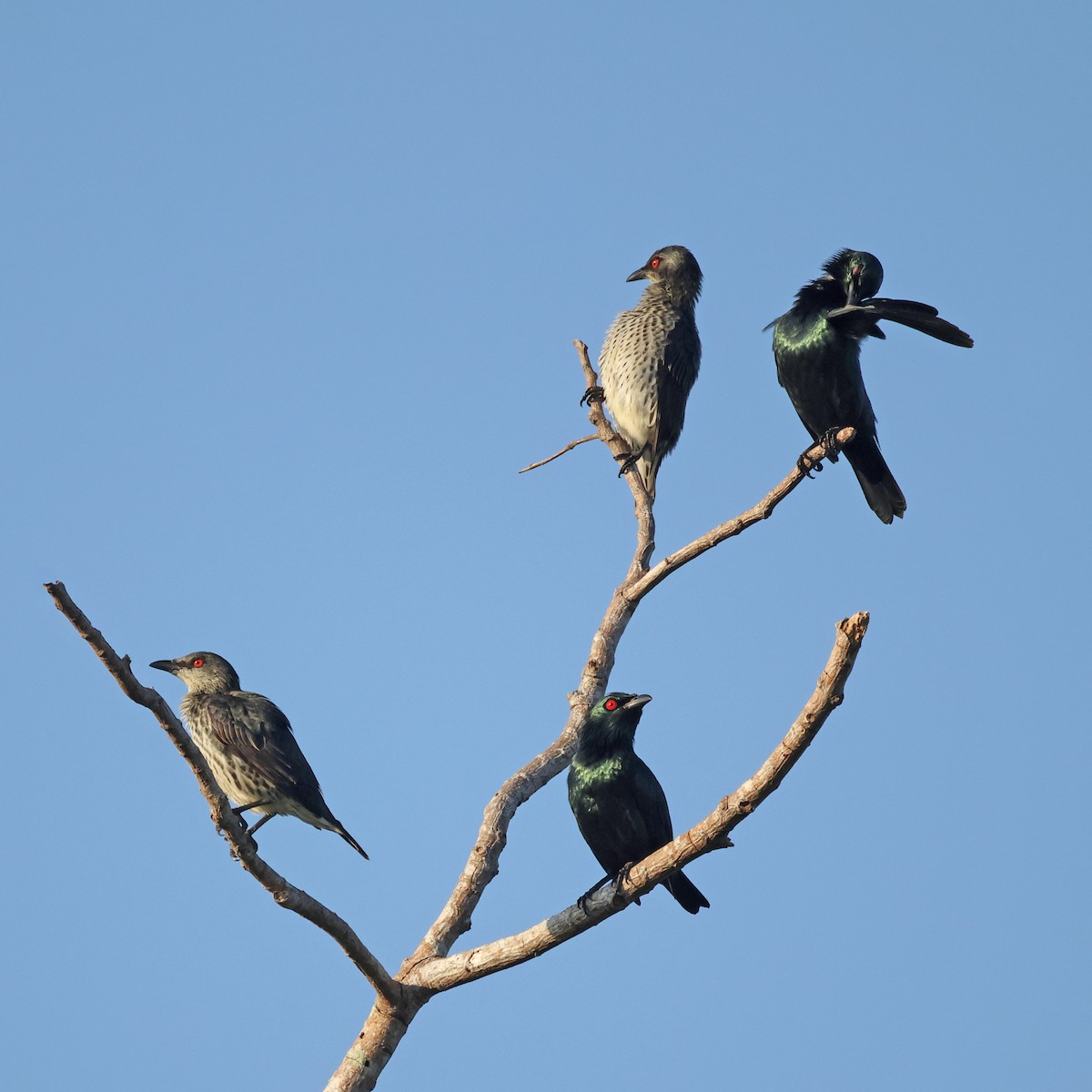 Asian Glossy Starling - ML645476450