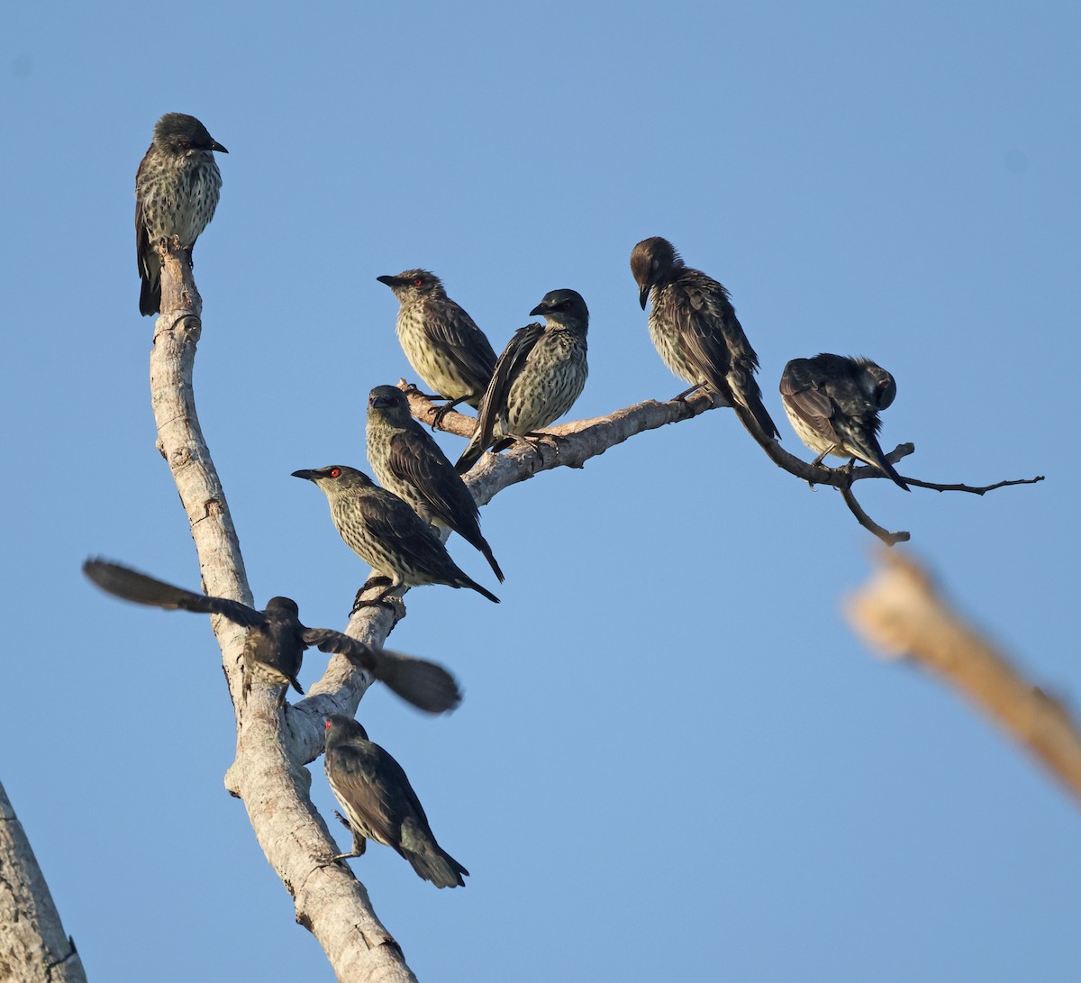 Asian Glossy Starling - ML645476451