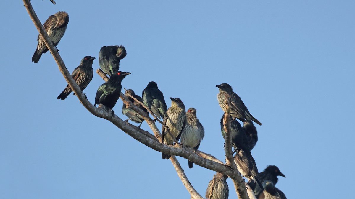 Asian Glossy Starling - ML645476452