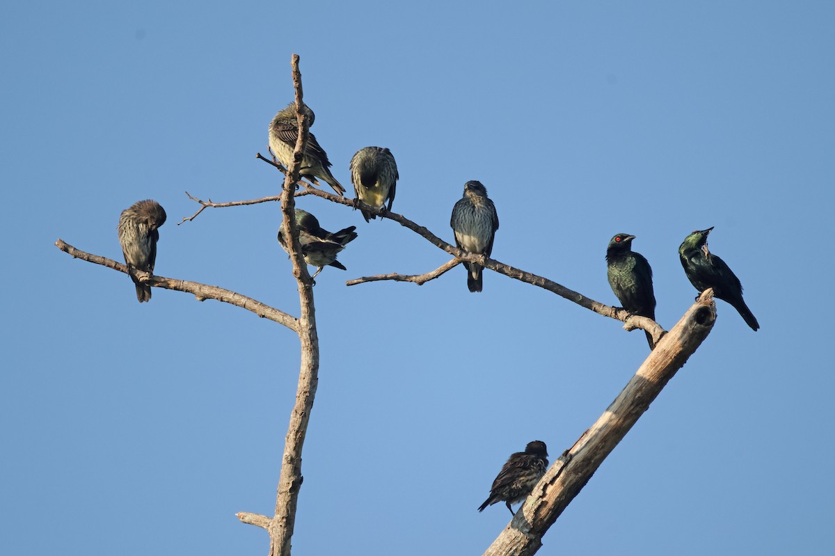 Asian Glossy Starling - ML645476453