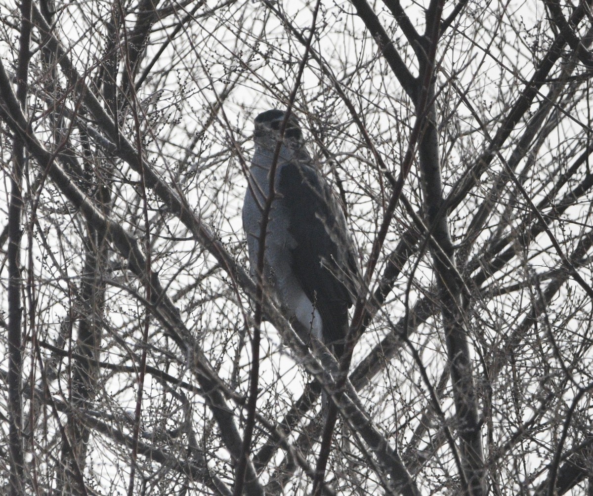 American Goshawk - ML645476455