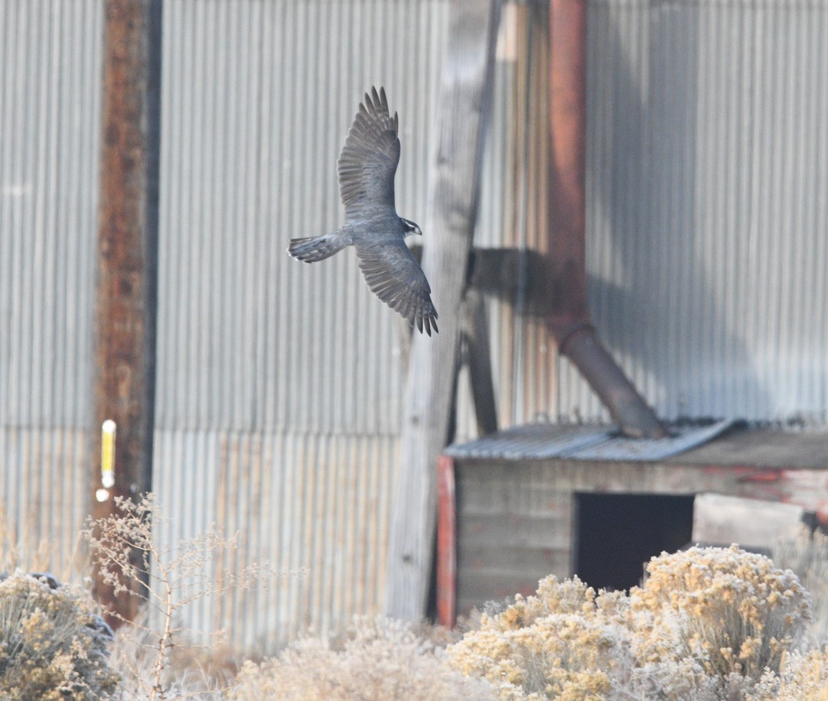 American Goshawk - ML645476457