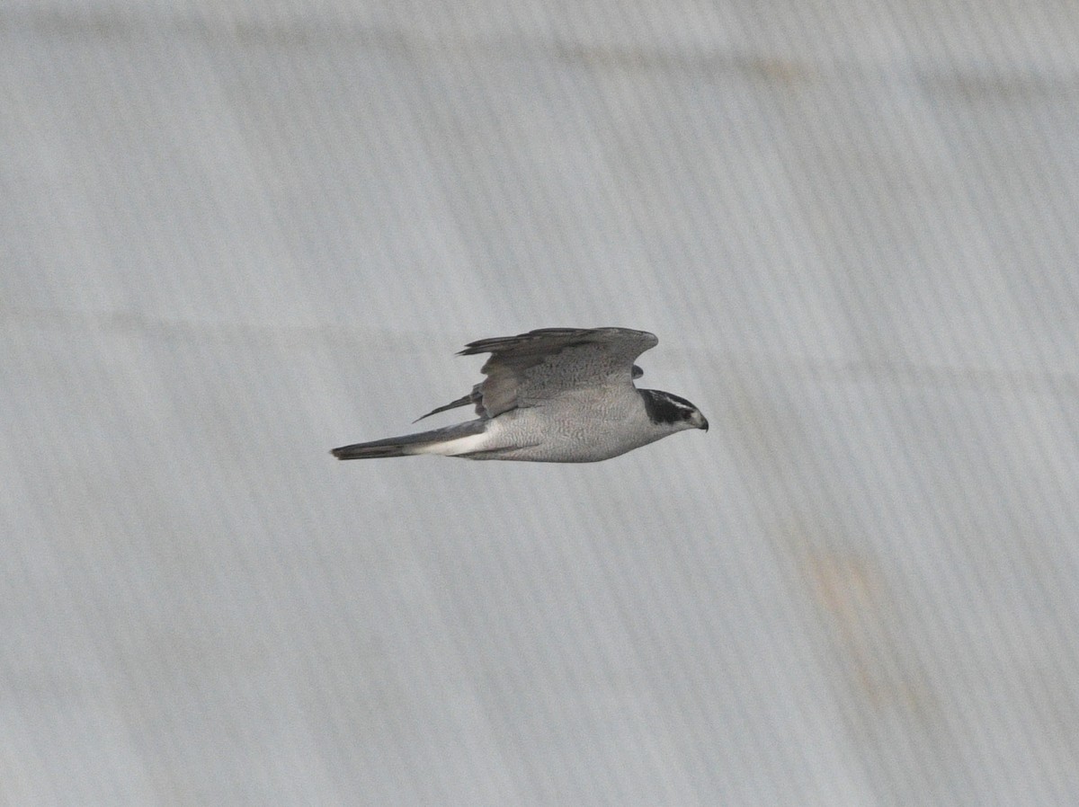 American Goshawk - ML645476483