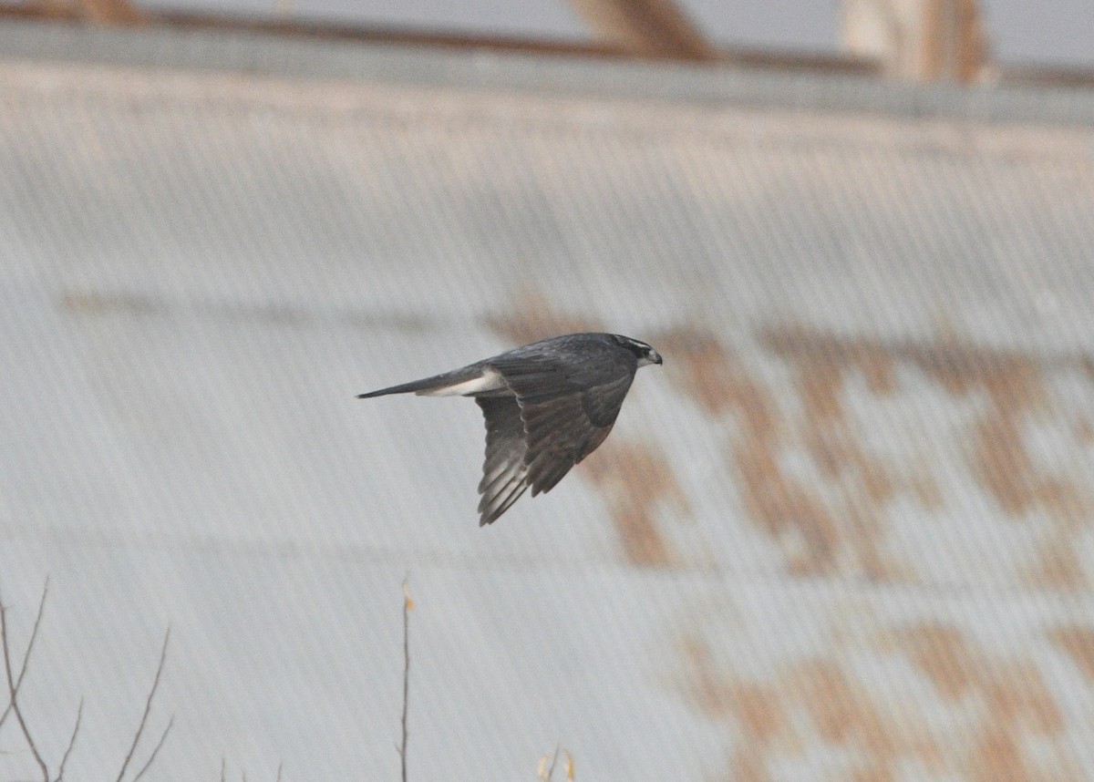 American Goshawk - ML645476484