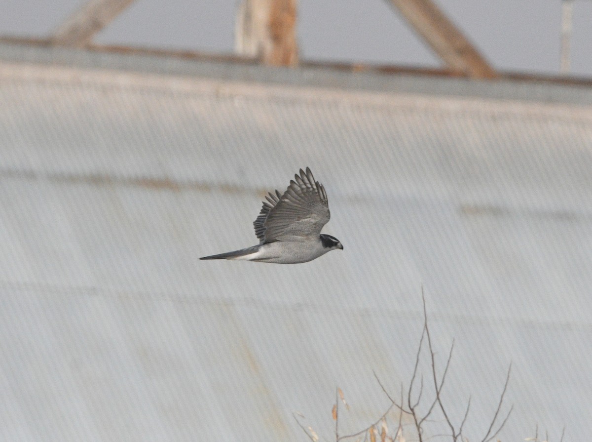 American Goshawk - ML645476485