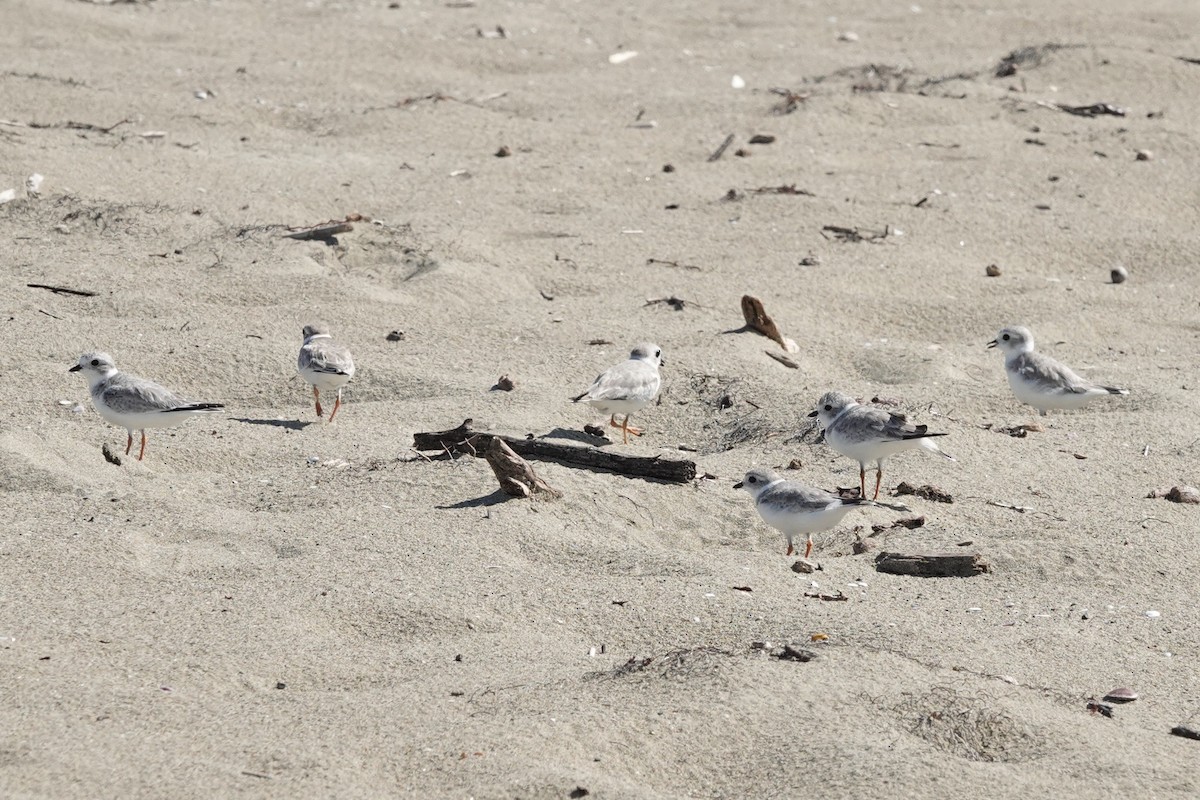 Flötenregenpfeifer - ML645476486