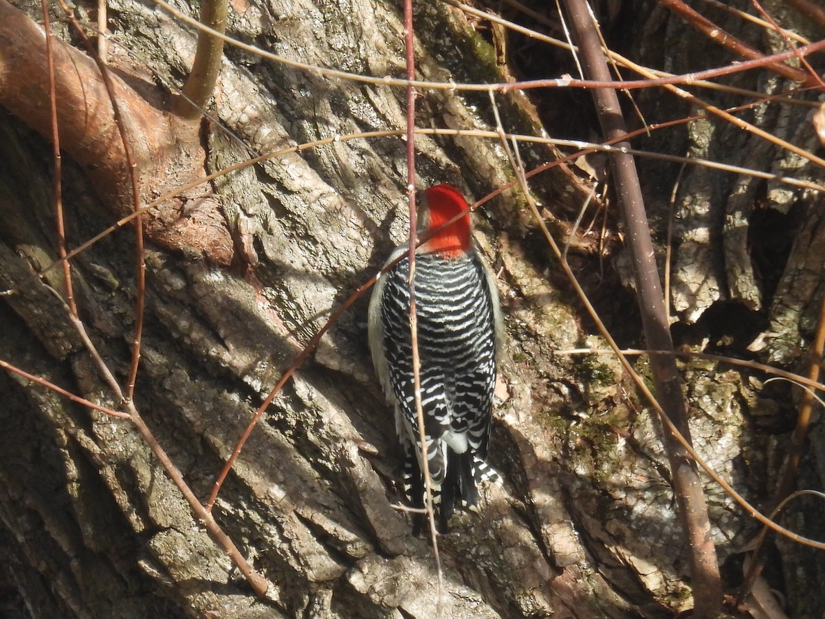 Red-bellied Woodpecker - ML645476493