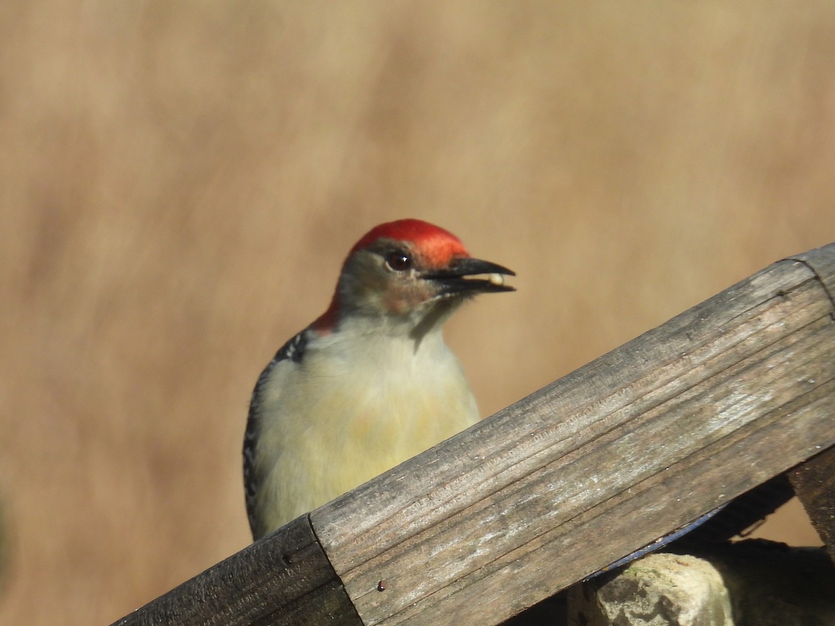 Red-bellied Woodpecker - ML645476494