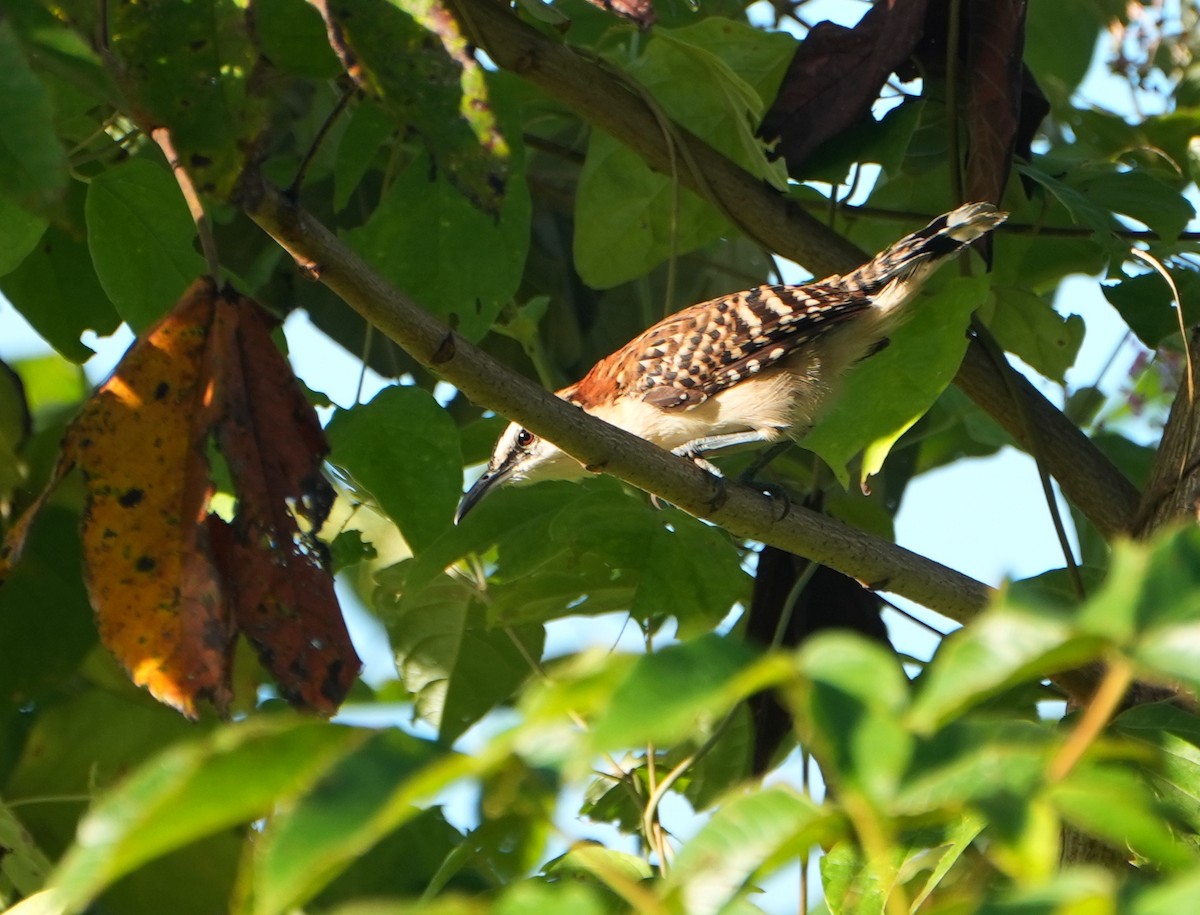 Rufous-backed Wren - ML645476502