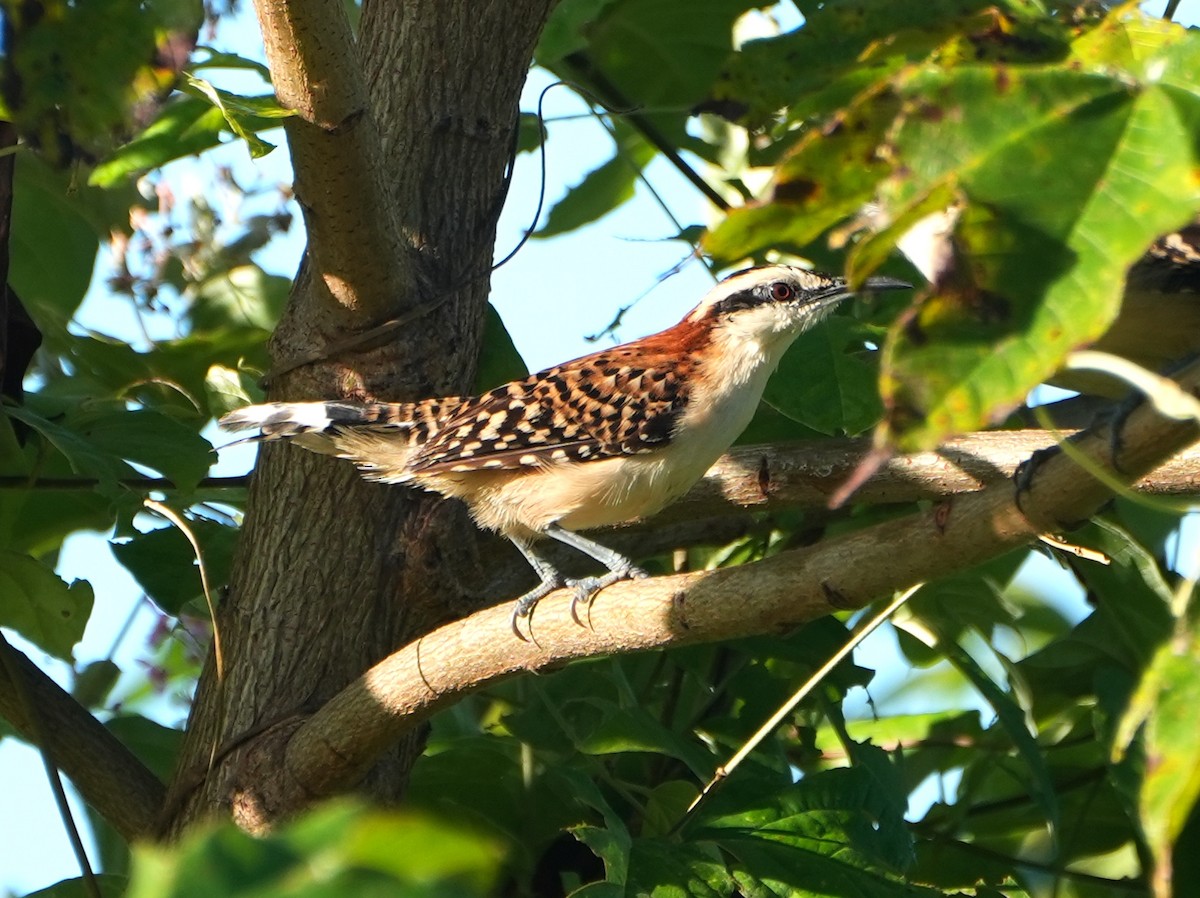 Rufous-backed Wren - ML645476503