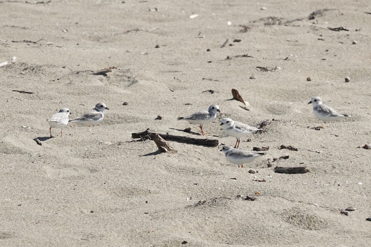 Flötenregenpfeifer - ML645476504