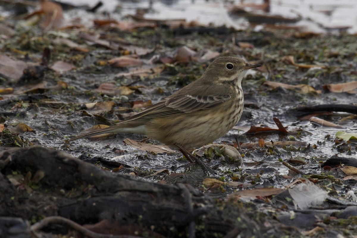 American Pipit - ML645476512